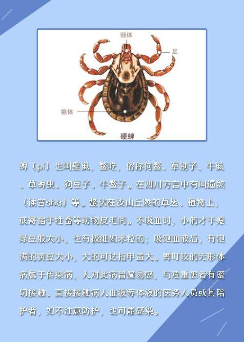 澳门六月天气与穿衣指南，舒适出游，尽享美好时光